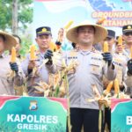 Polres Gresik Sukses Panen Raya Jagung 80 Ton di Panceng 